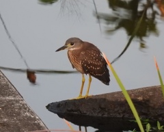 Gorsachius leuconotus