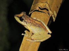 Pristimantis relictus