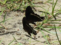 Papilio nireus