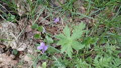 Geranium sylvaticum