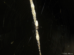Cyclosa