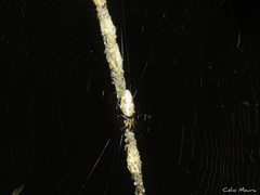 Cyclosa