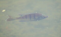 Lepomis macrochirus purpurascens