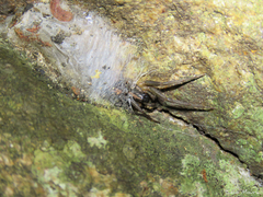 Xeropigo
