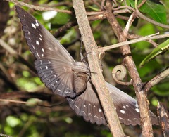 Erebus walkeri