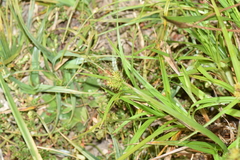 Carex sagei
