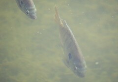 Lepomis macrochirus purpurascens