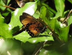 Pseudacraea boisduvalii