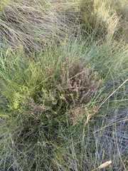 Erica parviflora