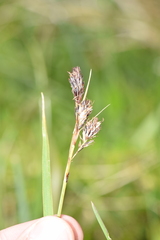Carex