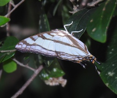Polyura zoolina
