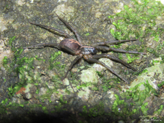 Xeropigo