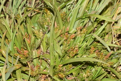 Carex sagei