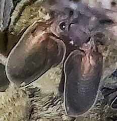 Lophostoma