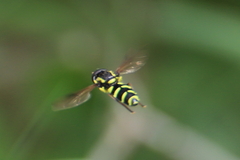 Xanthogramma