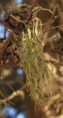 Ramalina leptocarpha