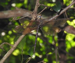 Gynacantha villosa