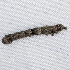 Allophyes oxyacanthae