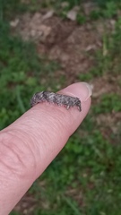 Allophyes oxyacanthae