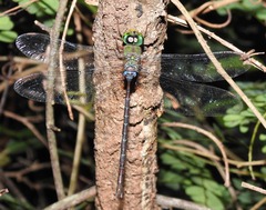 Gynacantha usambarica