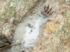 Ariadna