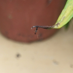 Coleosoma
