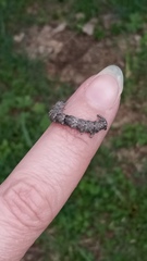 Allophyes oxyacanthae