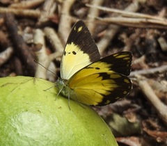Belenois creona