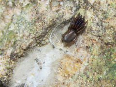 Ariadna