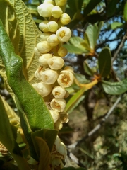 Clethra mexicana