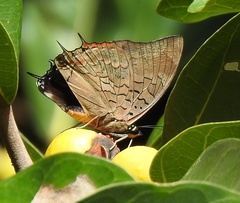 Charaxes ethalion ethalion