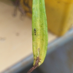 Coleosoma
