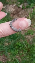 Allophyes oxyacanthae