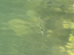 Tylosurus crocodilus