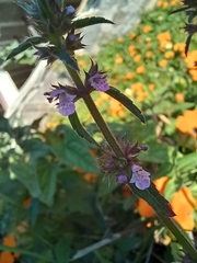 Stachys agraria