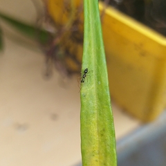 Coleosoma