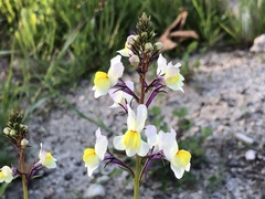 Linaria maroccana