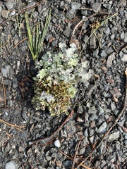 Platismatia tuckermanii