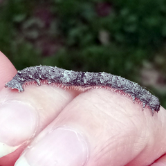 Allophyes oxyacanthae