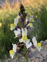 Linaria maroccana