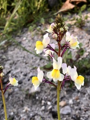 Linaria maroccana
