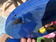 Leptoglossus chilensis