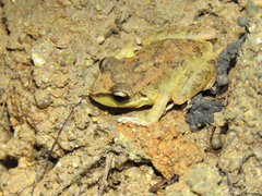 Pristimantis relictus