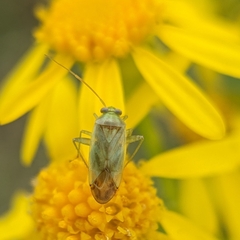 Taylorilygus apicalis