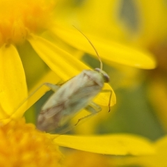 Taylorilygus apicalis