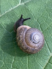 Webbhelix multilineata