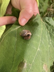 Webbhelix multilineata