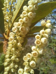 Clethra mexicana