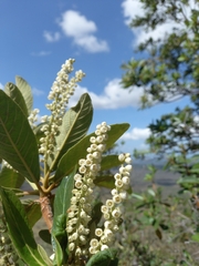 Clethra mexicana