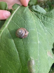 Webbhelix multilineata